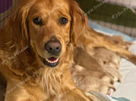 KC Golden retriever puppies