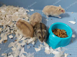 Baby russian hamsters