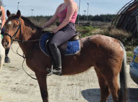 5yr spotted sports pony. Superb hacking pony or making pony club type
