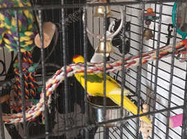 Timid parakeet with cage