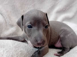 Italian Greyhound Puppies (only 2 boys left)