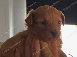 Chipoo pup Rosie