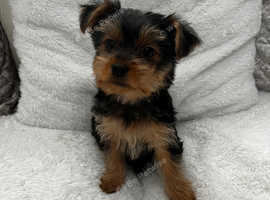 Pedigree Yorkshire terriers