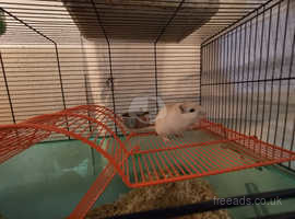 Two lovely 1year old male gerbils