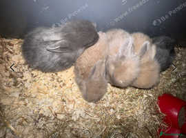 Bunnys for sale