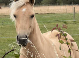 Palomino Princess Pony