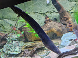 Big chunky  fire eel x2 for sale