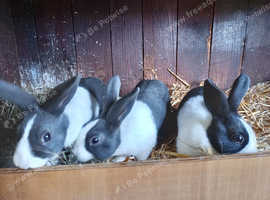Dutch marked rabbits for sale