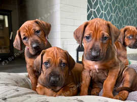 Outstanding Rhodesian Ridgeback Puppies