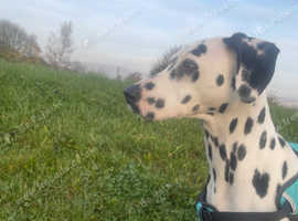 Dalmatian 2 years old