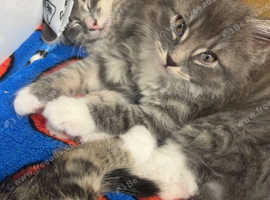 3 bengal kittens