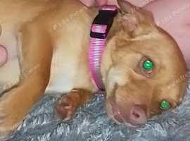 Girl Chihuahua x for sale