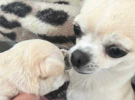 Pure breed shorthair cream chihuahua puppy