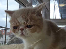 Registered Pedigree Exotic Kitten