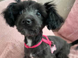 Puppy Cavapoo toy /micro