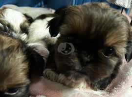 Shih tzu chihuahua mix puppies sales for sale