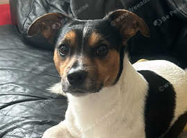 3 year old Jack Russell boy for Sale