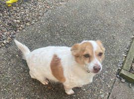 Male jack Russell FREE