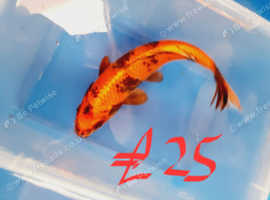 koi carp £4 HIGH GRADE