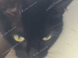 Cat for sale