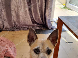 Male dog for sale
