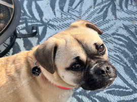 10 month old female Puggle puppy