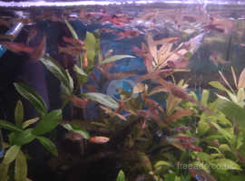 Guppy Fry 75p each or 35 Guppy fry for £15.
