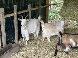 In Kid Pygmy Nanny Goats