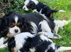 Beautiful cavalier King Charles pups