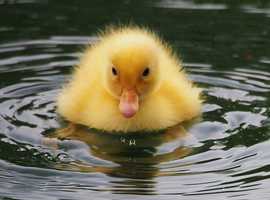Aylesbury ducklings (as hatched)