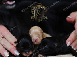 BLACK & CREAM TOP CLASS KC POMERANIAN PUPPIES