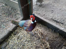 Pheasant Hatching Eggs. 6