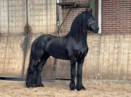 3 y old friesian Stallion