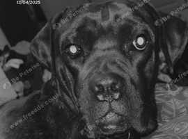 My 2 year old cane corso
