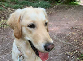 Dog walking and pet sitting