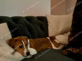8 Month Plummer Terrier Female