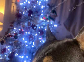 french bulldog for sale