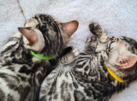 Pedigree bengal kittens
