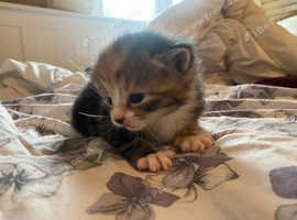 5 beautiful kittens