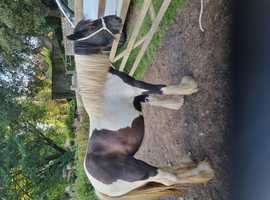 Coloured filly