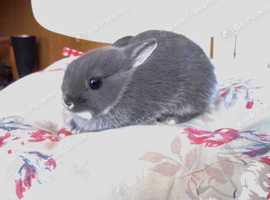 NETHERLAND DWARF PURE BREED YOUNG BABY RABBITS