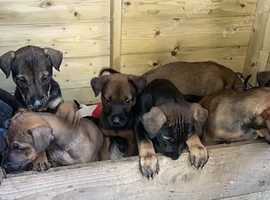 Doberman x Belgium Malinois