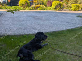 5 year old Cockapoo