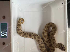 Female arctic conda Hognose
