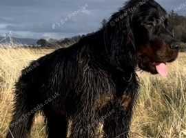 Gordon Setter Pups