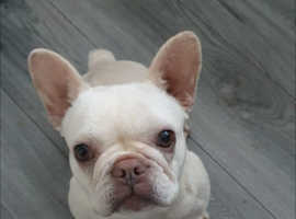 For sale French bull girl