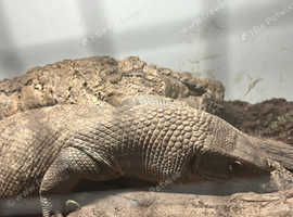 2 bosc monitors aged approximately 4 and 18 months