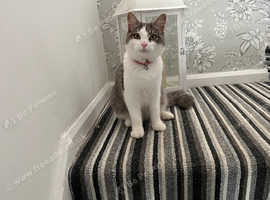 Female cat 3 years