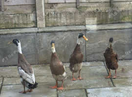 4 Male Runner Ducks for Sale