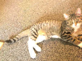 Boy kitten Rooney
